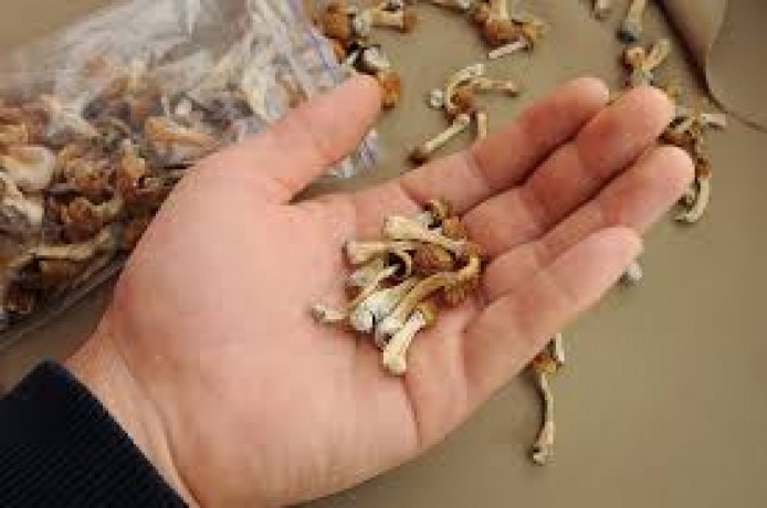 buy-pychedelics-magic-mushrooms-mushroom-capsules-psilocybin-mushrooms-big-2